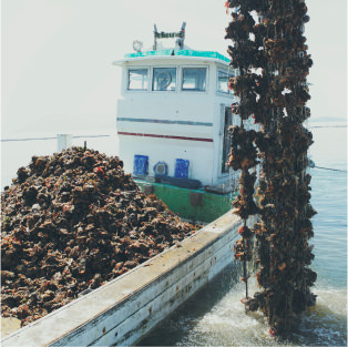 Ono Seto oyster watering